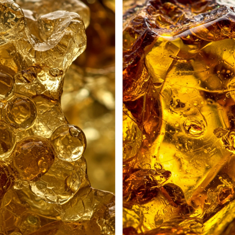Vista microscópica comparativa de copal (resina joven y blanda) al lado de un trozo de ámbar totalmente fosilizado.
