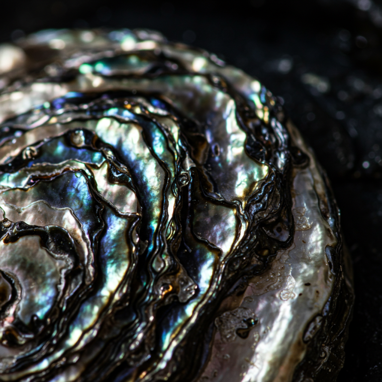 Iridiscencia (Efecto Oriente) en la Madreperla de Abulón Superficie de la Madreperla (Nácar) de un Abulón, que muestra la intensa iridiscencia y el juego de colores (azul, verde, negro y morado)